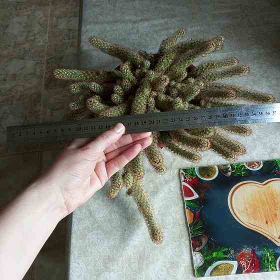 Кактус маммилярия Донецк