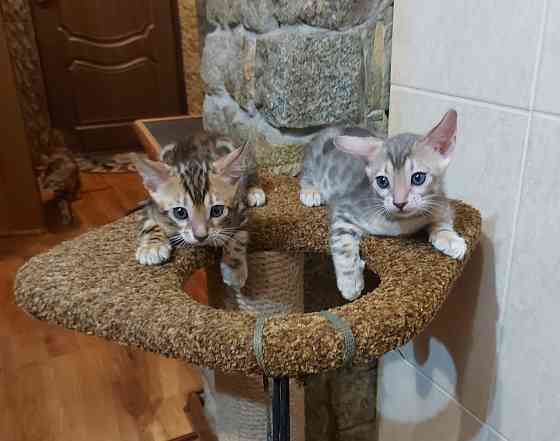 Котенок серенгети, окрас снежный барс Мариуполь