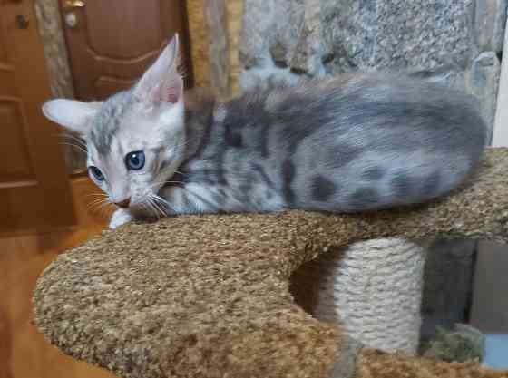Котенок серенгети, окрас снежный барс Мариуполь