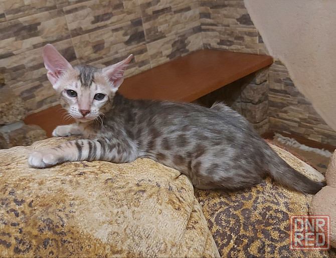 Котенок серенгети, окрас снежный барс Мариуполь - изображение 8