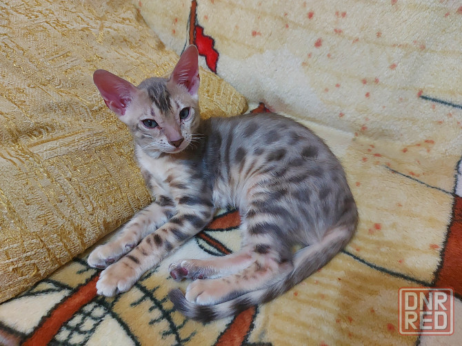 Котенок серенгети, окрас снежный барс Мариуполь - изображение 2