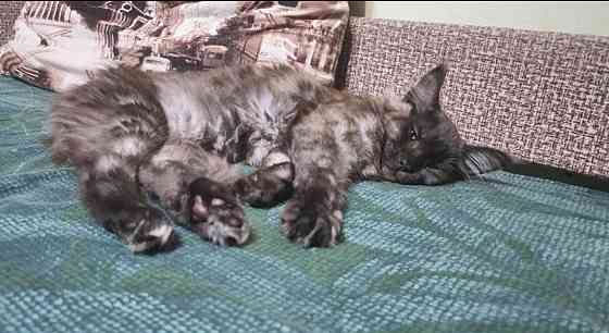 Котенок мейн-кун Донецк