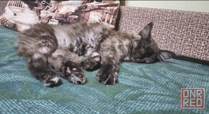 Котенок мейн-кун Донецк - изображение 1