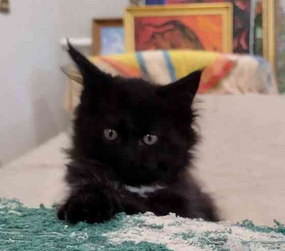 Котик Мейн кун Донецк