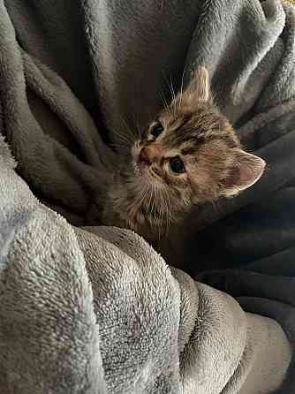 Спасите котят! Отдам в добрые руки Донецк