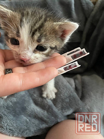 Спасите котят! Отдам в добрые руки Донецк - изображение 4