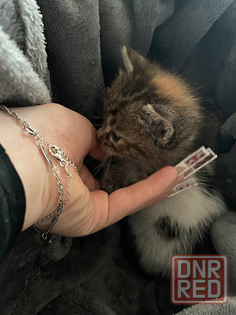 Спасите котят! Отдам в добрые руки Донецк - изображение 5