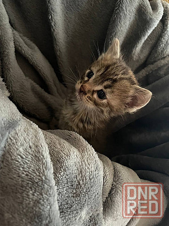 Спасите котят! Отдам в добрые руки Донецк - изображение 2