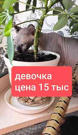 Сфинксы эльфы Макеевка