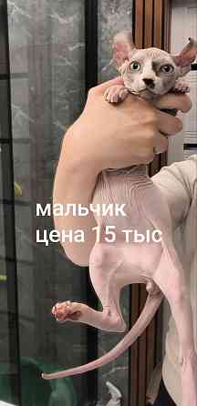 Сфинксы эльфы Макеевка