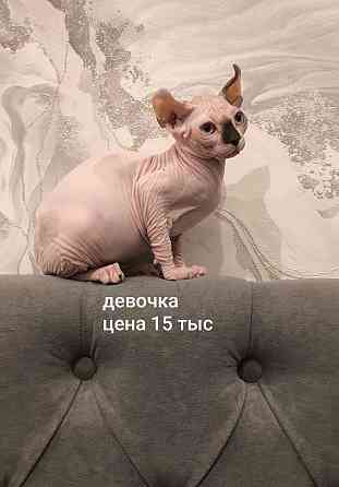 Сфинксы эльфы Макеевка