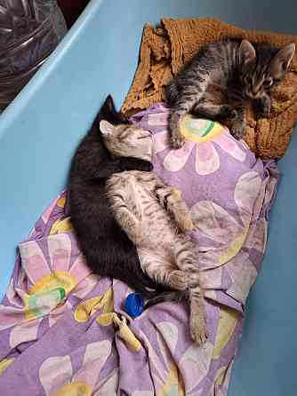 Отдам котят Донецк