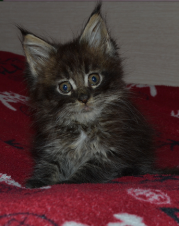 Котенок мейн-кун Донецк