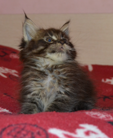 Котенок мейн-кун Донецк