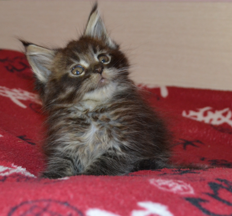 Котенок мейн-кун Донецк