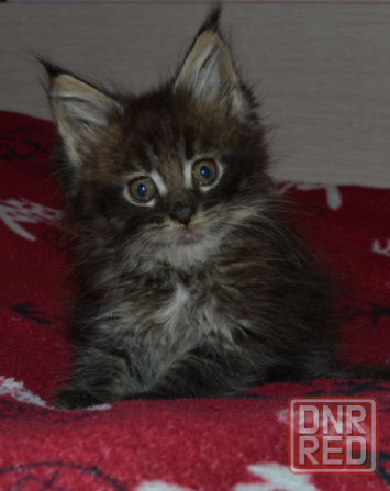 Котенок мейн-кун Донецк - изображение 1