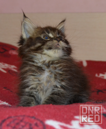 Котенок мейн-кун Донецк - изображение 2