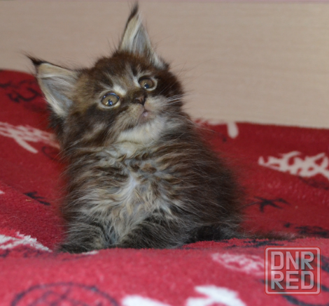 Котенок мейн-кун Донецк - изображение 3