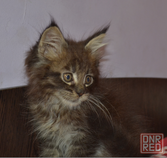 Котенок мейн-кун Донецк - изображение 6
