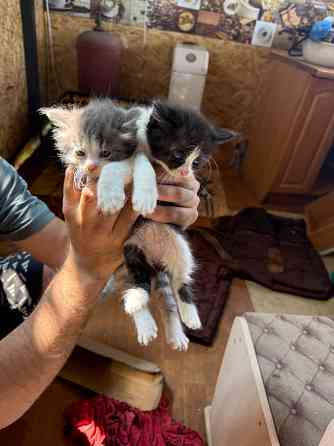 Отдам котят в добрые руки Донецк