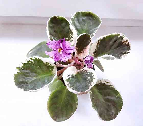 Сенполия ле Оля Макеевка