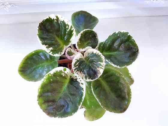 Сенполия ле Оля Макеевка