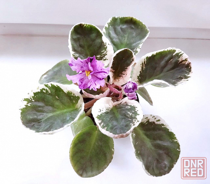 Сенполия ле Оля Макеевка - изображение 2