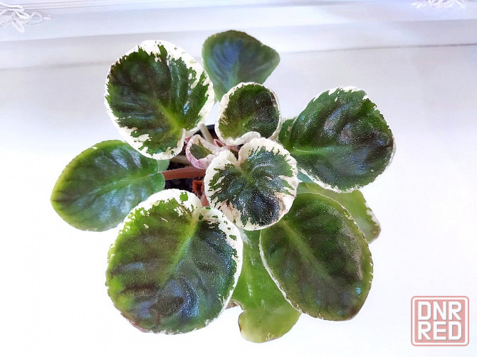 Сенполия ле Оля Макеевка - изображение 2