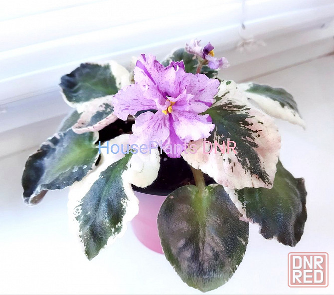 Сенполия ле Оля Макеевка - изображение 1