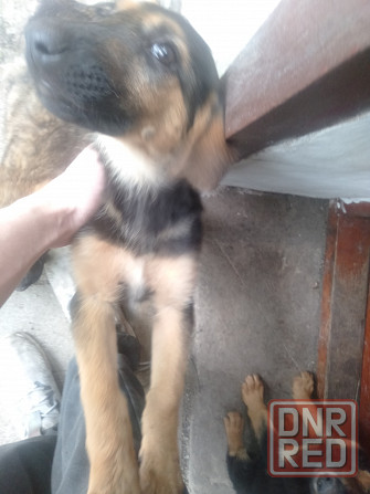 Ищем добрых хозяев для щенков немецкой овчарки в Мариуполе Мариуполь - изображение 1
