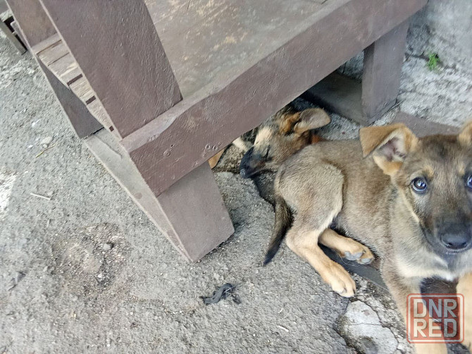 Ищем добрых хозяев для щенков немецкой овчарки в Мариуполе Мариуполь - изображение 5