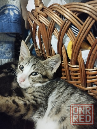 Бесплатно котята мальчики и девочки Донецк - изображение 8