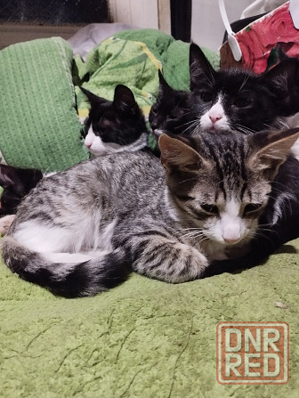 Бесплатно котята мальчики и девочки Донецк - изображение 7