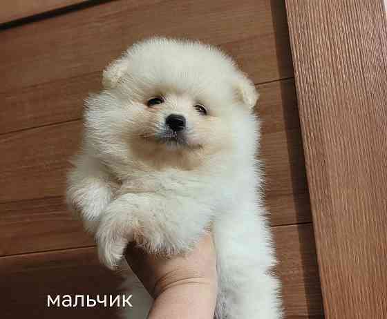Мальчик померанского шпица Донецк