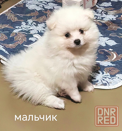 Мальчик померанского шпица Донецк - изображение 6