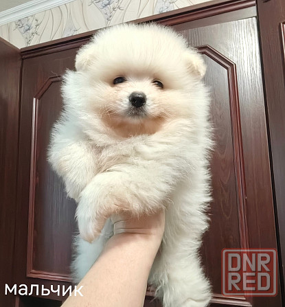 Мальчик померанского шпица Донецк - изображение 2