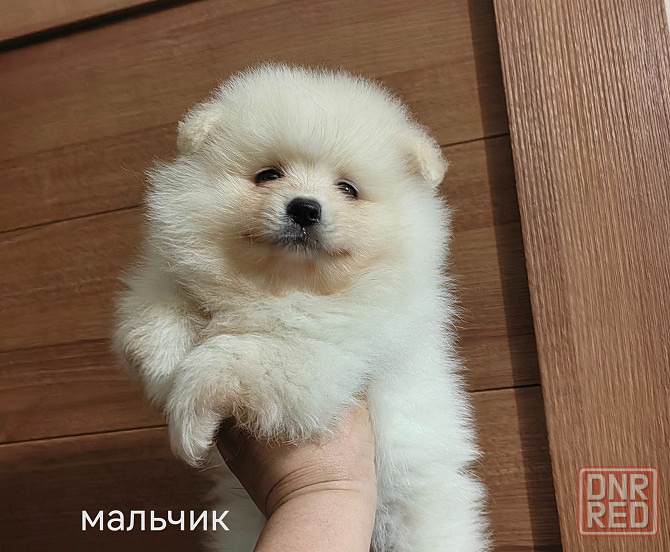 Мальчик померанского шпица Донецк - изображение 1