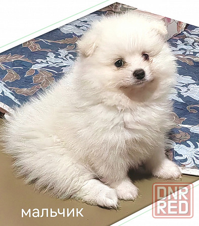 Мальчик померанского шпица Донецк - изображение 4