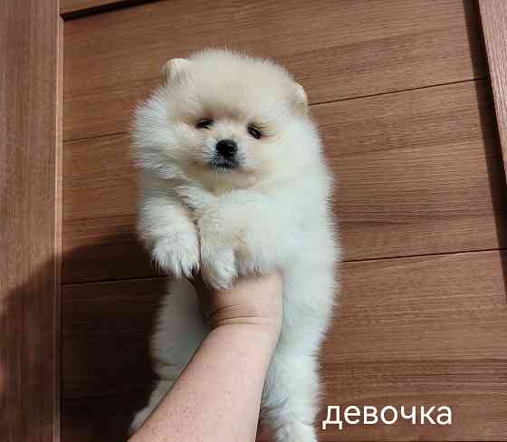 Шины арная девочка померанского шпица. Донецк