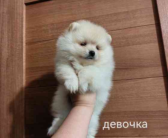 Шины арная девочка померанского шпица. Донецк