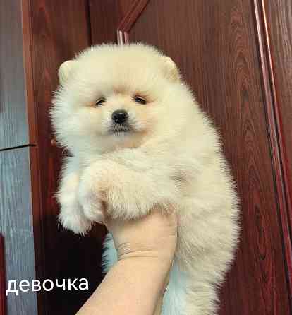 Шины арная девочка померанского шпица. Донецк