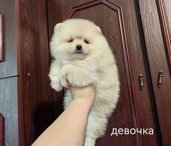 Шикарная девочка померанского шпица. Донецк