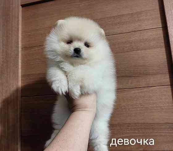 Шикарная девочка померанского шпица. Донецк