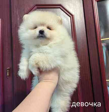 Шины арная девочка померанского шпица. Донецк