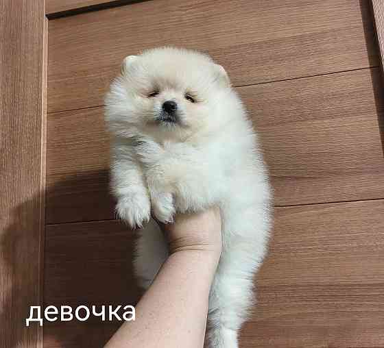 Шикарная девочка померанского шпица. Донецк