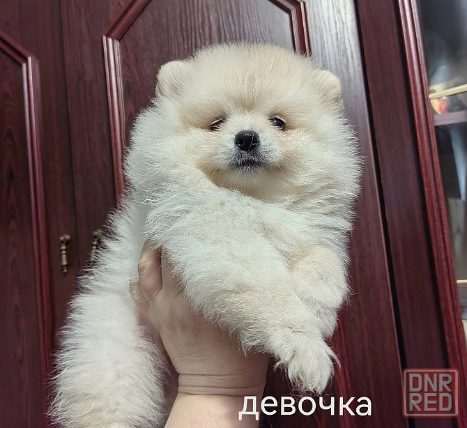 Шикарная девочка померанского шпица. Донецк - изображение 3
