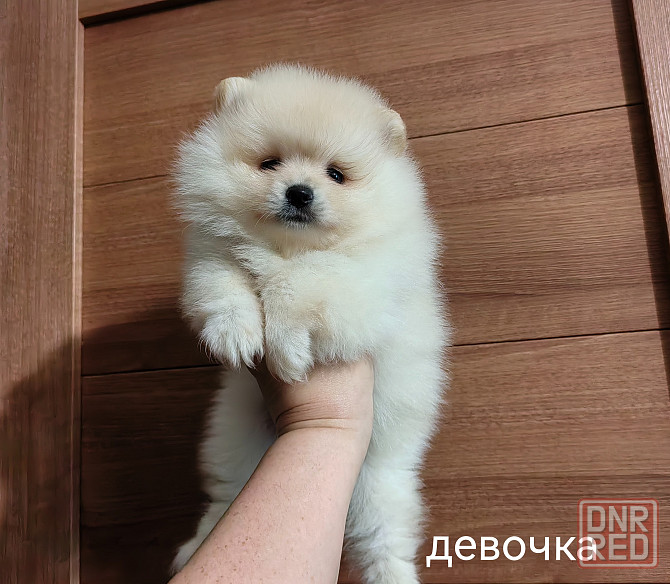 Шины арная девочка померанского шпица. Донецк - изображение 1