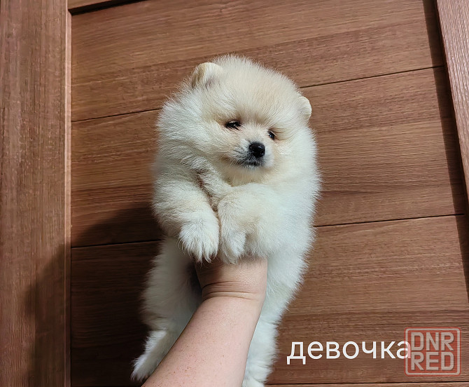 Шины арная девочка померанского шпица. Донецк - изображение 2