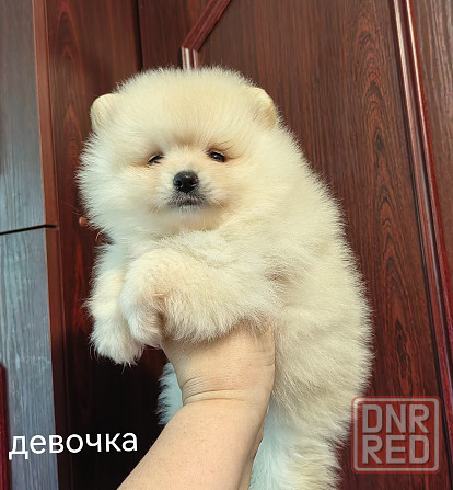 Шины арная девочка померанского шпица. Донецк - изображение 5
