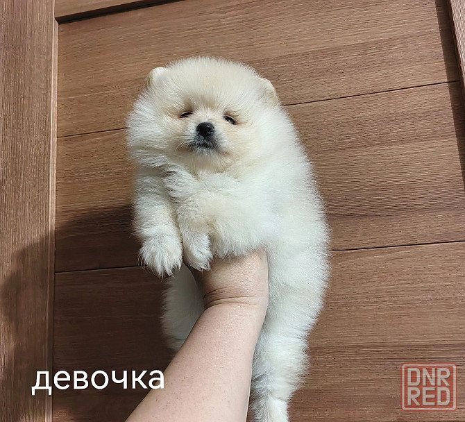 Шикарная девочка померанского шпица. Донецк - изображение 5